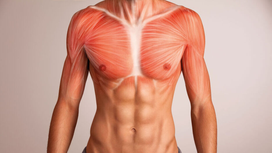 Detailaufnahme einer trainierten Brustmuskulatur